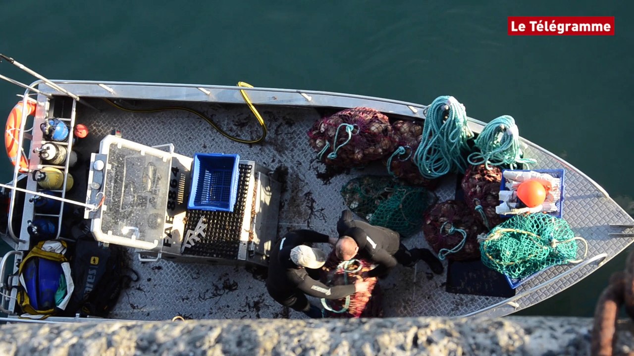 Baie de Saint-Brieuc. La rentrée des pêcheurs de coquille