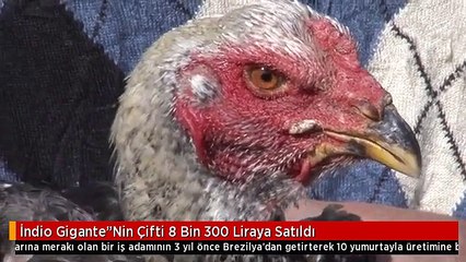 İndio Gigante"Nin Çifti 8 Bin 300 Liraya Satıldı