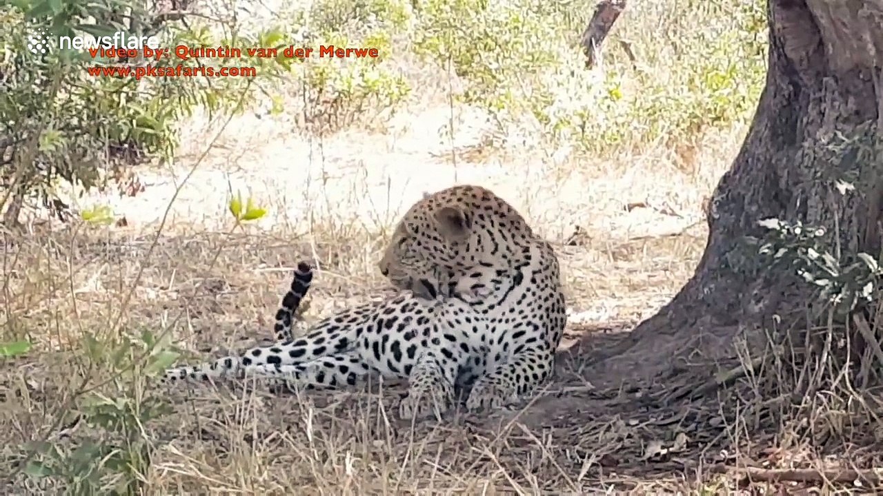 Leopard spotted fighting with a... fly