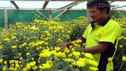 Jokowi Mantu, Petani Bunga di Bandungan Jawa Tengah Untung Besar