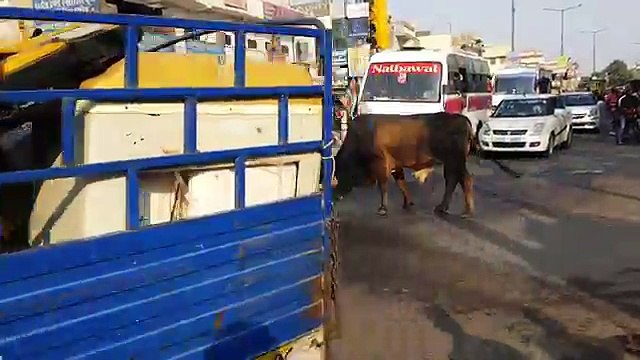 Bull Fight On the road make taffic jam viral video