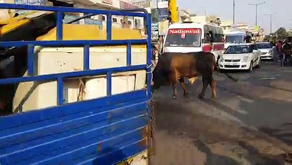 Bull Fight On the road make taffic jam viral video
