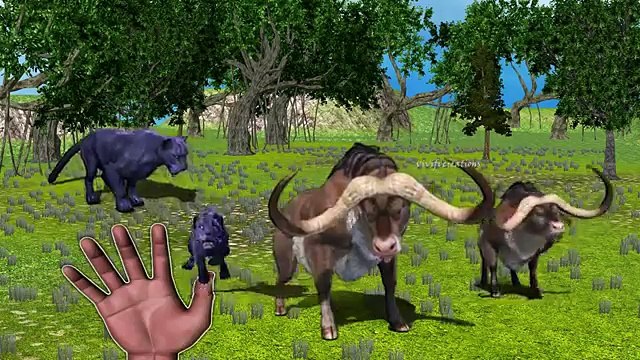 wild cats finger family song | lion, tiger, jaguar, panther, cat | wild animals finger family rhyme