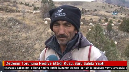 Dedenin Torununa Hediye Ettiği Kuzu, Sürü Sahibi Yaptı