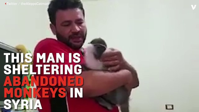 Rescuing Monkeys From War-Torn Northern Syria
