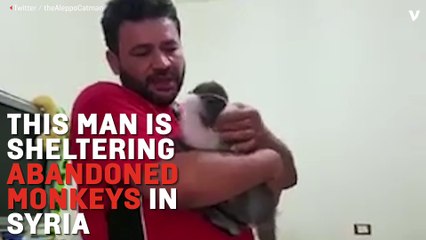 Rescuing Monkeys From War-Torn Northern Syria