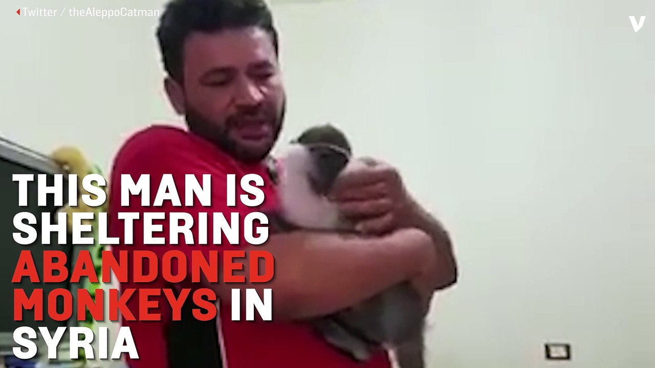 Rescuing Monkeys From War-Torn Northern Syria