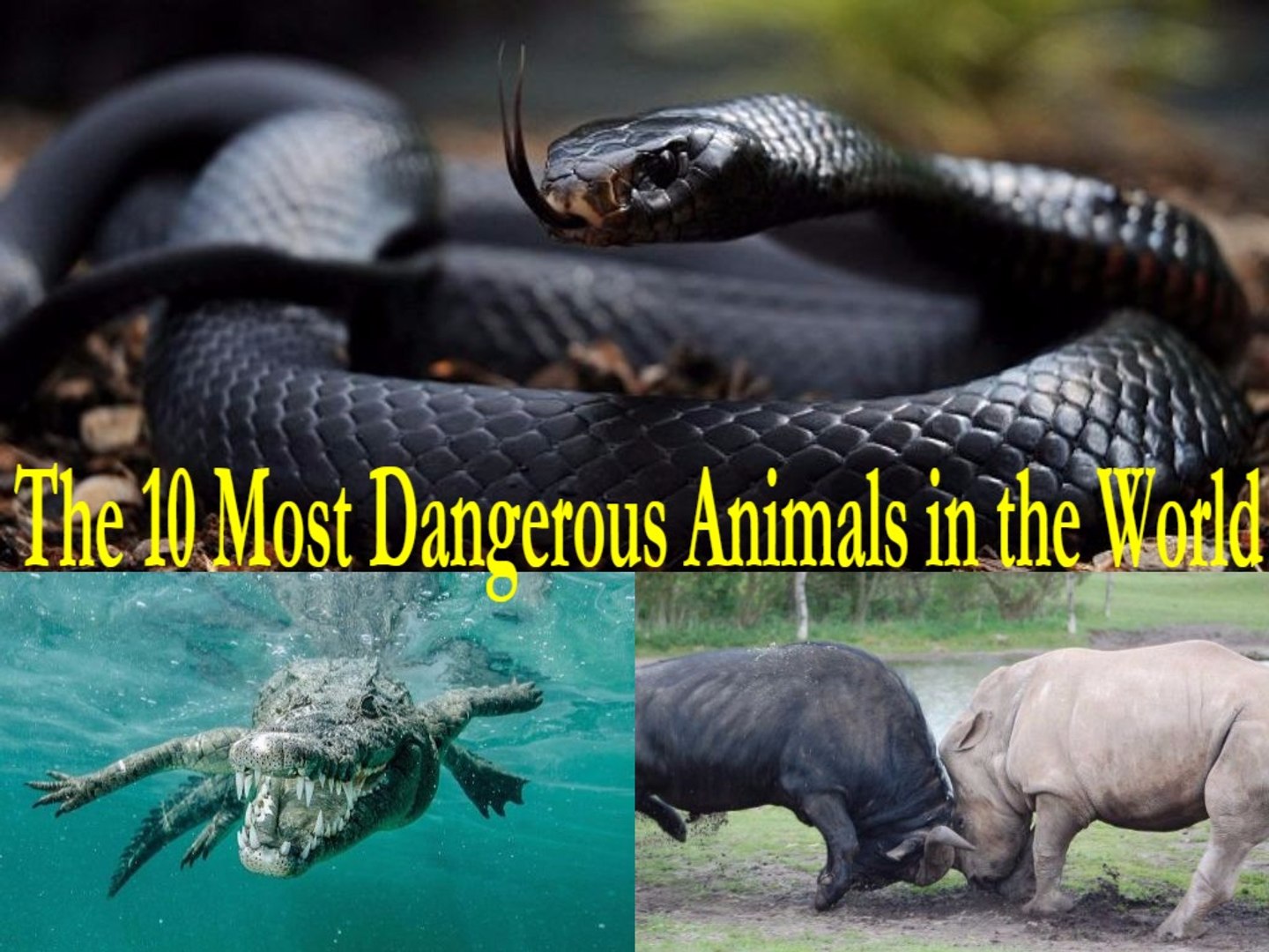 The 10 Most Dangerous Animals in the World - video Dailymotion