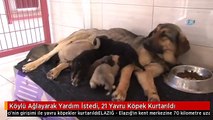 Köylü Ağlayarak Yardım İstedi, 21 Yavru Köpek Kurtarıldı