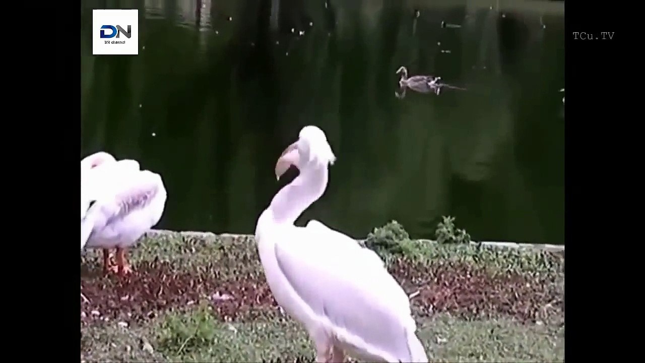 How Pelican hunted Pelicans eat Animals 어떻게 펠리칸 사냥