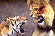 LİON vs TİGER Real Fight ►► Elephant Hippo Leopard Wild Boar Crocodile Bear Wolf - Animal Attacks