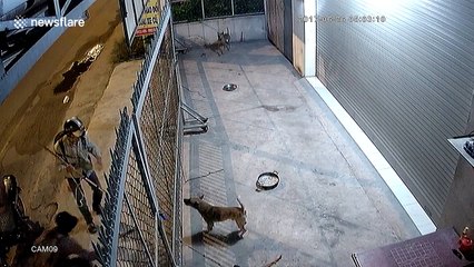 Thieves kill family's pet dogs to steal them for food