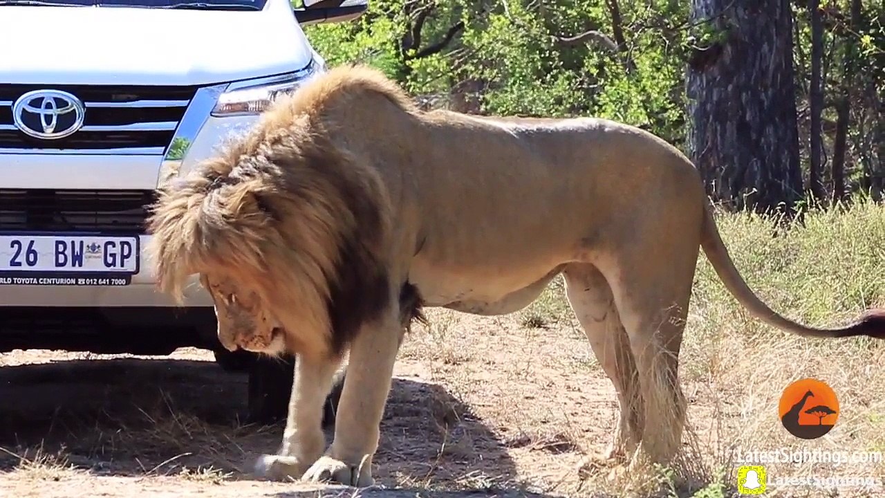 Lion Quickly Attacks Car! - Latest Sightings Pty Ltd
