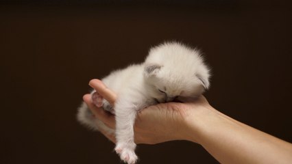 5 drôles boules de poils sur Terre