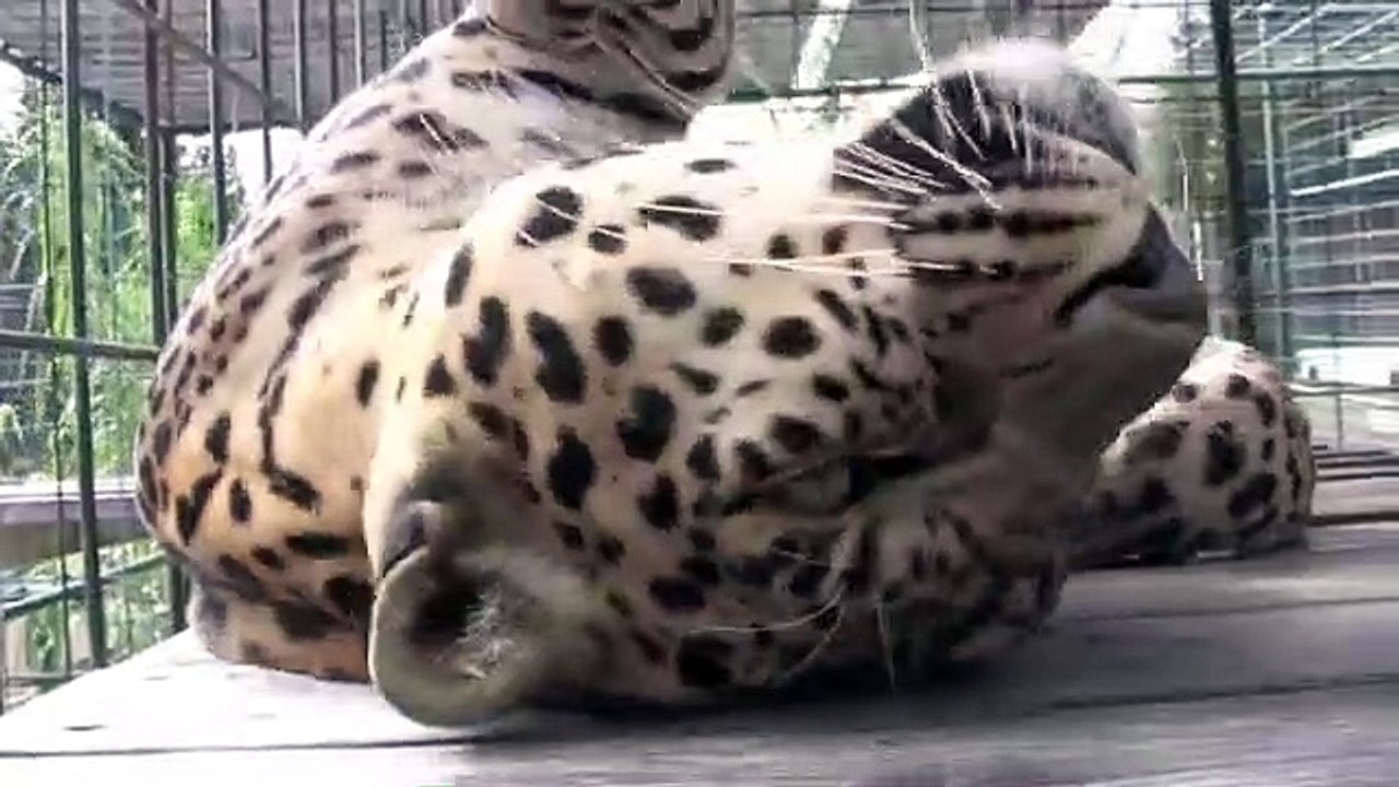 Voodoo Lounging By Native American News