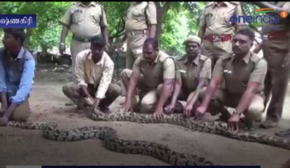 ராட்சத பாம்புகளை பிடித்த வனத்துறையினர்- வீடியோ