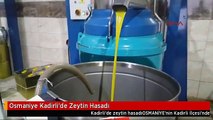 Osmaniye Kadirli'de Zeytin Hasadı