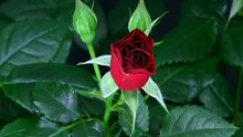 test 1MOD