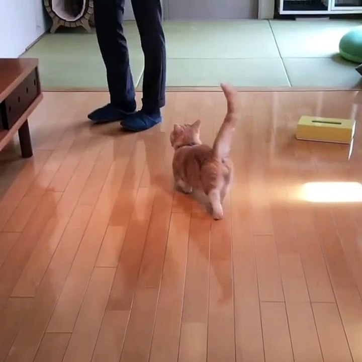 Video Kucing Lucu #053 | Vera Kitty 2017
