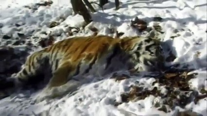 Siberian Tiger Quest (Full Documentary)