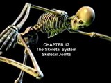 The Skeletal System: Skeletal Joints