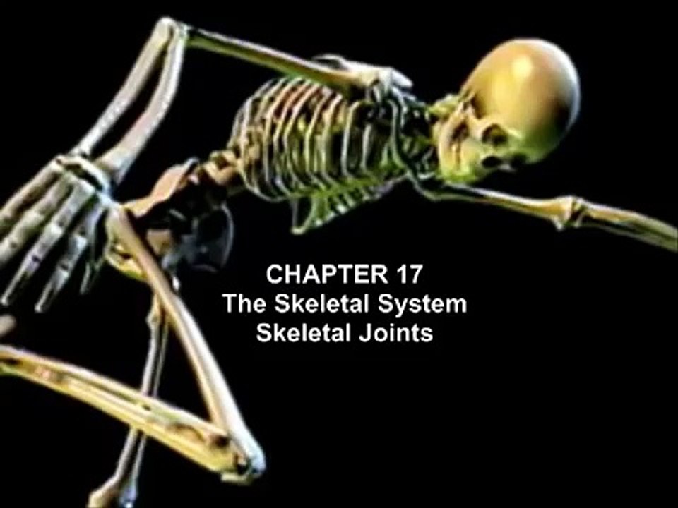 The Skeletal System: Skeletal Joints
