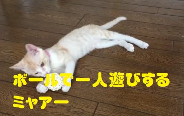 ボールで一人遊びするミャアー　Cat playing with ball