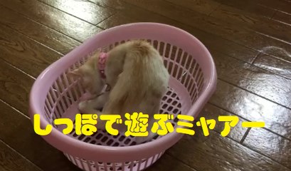 しっぽで遊ぶミャアー　Cat playing with a tail