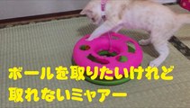 ボールを取りたいけれど取れないミャアー　A cat that can not take a ball