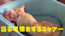 寝る準備をするミャアー　Cat preparing to sleep