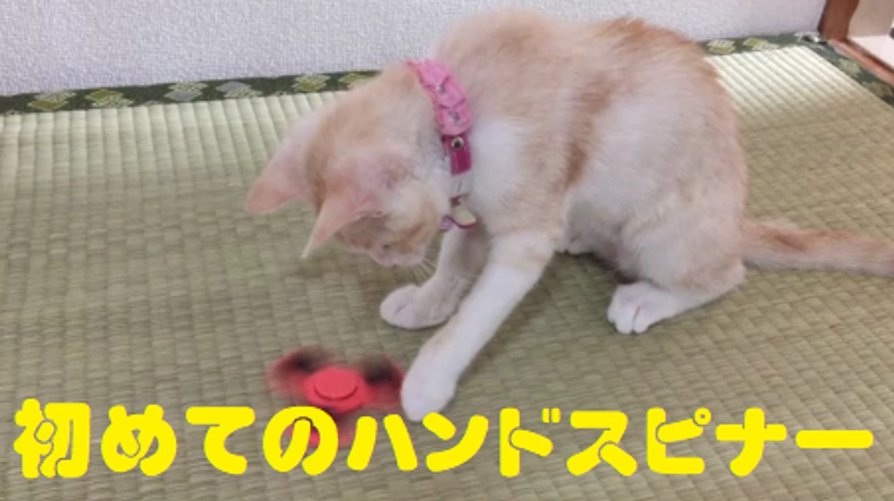 初めてのハンドスピナー　Cat and fidget spinner