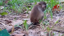 Baby monkey cry because of his mom, baby monkey consolation to the small baby monkey, Dont cry