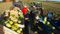 Modern agricultural harvesting machine - Harvesting potatoes, sugar beets
