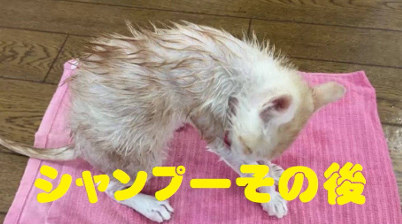 シャンプーその後　After shampoo