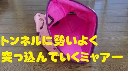 トンネルに勢いよく突っ込んでいくミャアー　Cat piercing the tunnel