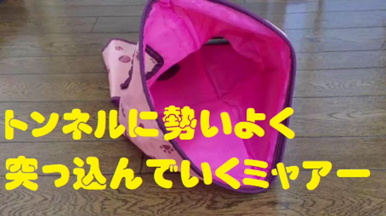 トンネルに勢いよく突っ込んでいくミャアー　Cat piercing the tunnel