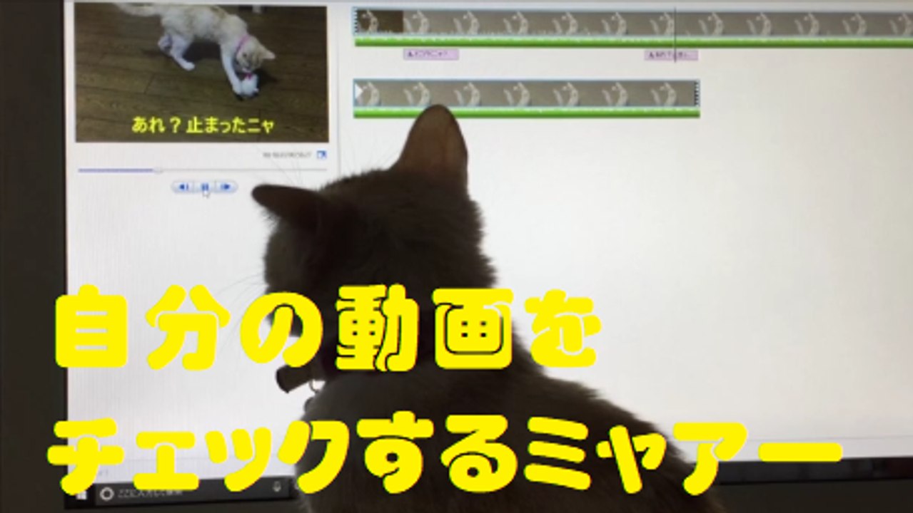 自分の動画をチェックするミャアー　Cat checking my videos