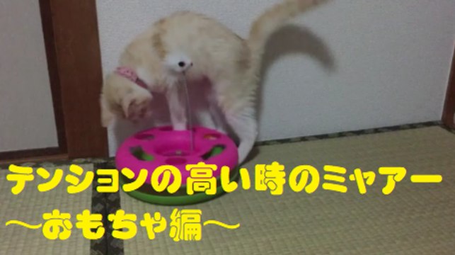 テンションの高い時のミャアー　～おもちゃ編～　Cat with high tension ～Toy section～