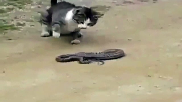 SERPENT - CHAT - LES MEILLEURS APÉRITIF ! SNAKE - CAT - BEST APPETIZER ! ЗМЕЯ - ДЛЯ КОШКИ - ЛУЧШАЯ ЗАКУСКА !