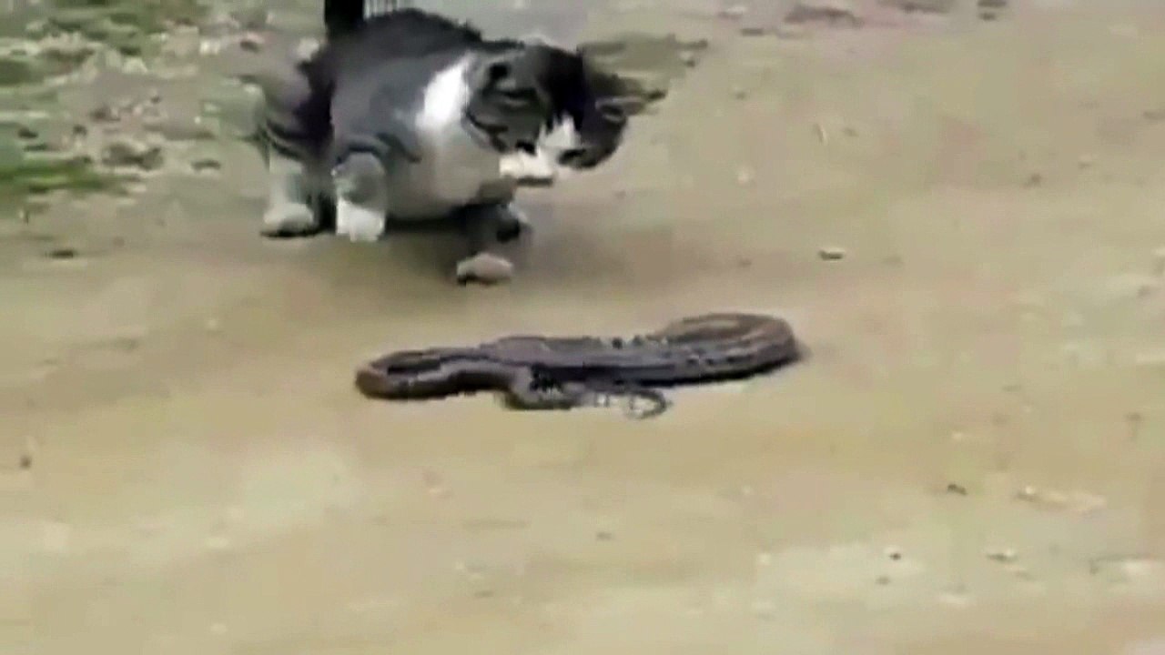 SERPENT - CHAT - LES MEILLEURS APÉRITIF ! SNAKE - CAT - BEST APPETIZER ! ЗМЕЯ  - ДЛЯ КОШКИ - ЛУЧШАЯ ЗАКУСКА !