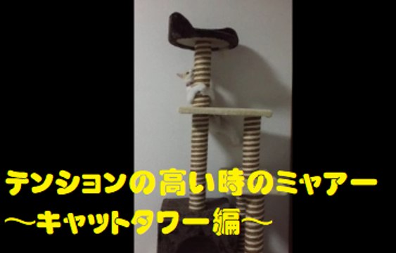 テンションの高い時のミャアー　～キャットタワー編～　Cat with high tension ～Cat Tower version～