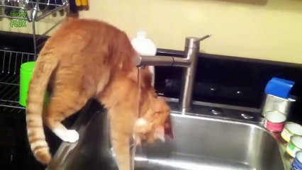 Une compilation vraiment hilarante de chats dans le bain