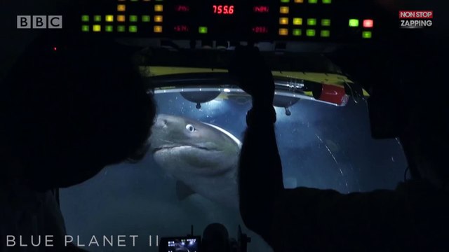 Des requins affamés attaquent le sous-marin d'une équipe de tournage (vidéo)
