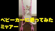 ベビーカーに乗ってみたミャアー　A cat that I tried on a stroller