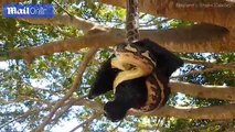 Snake dangles from tree with a bat tightly in its grasp