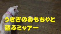 うさぎのおもちゃと遊ぶミャアー　Cat playing with rabbit toys