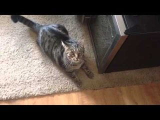 Cranky Kitty Hates Neighborhood Stray