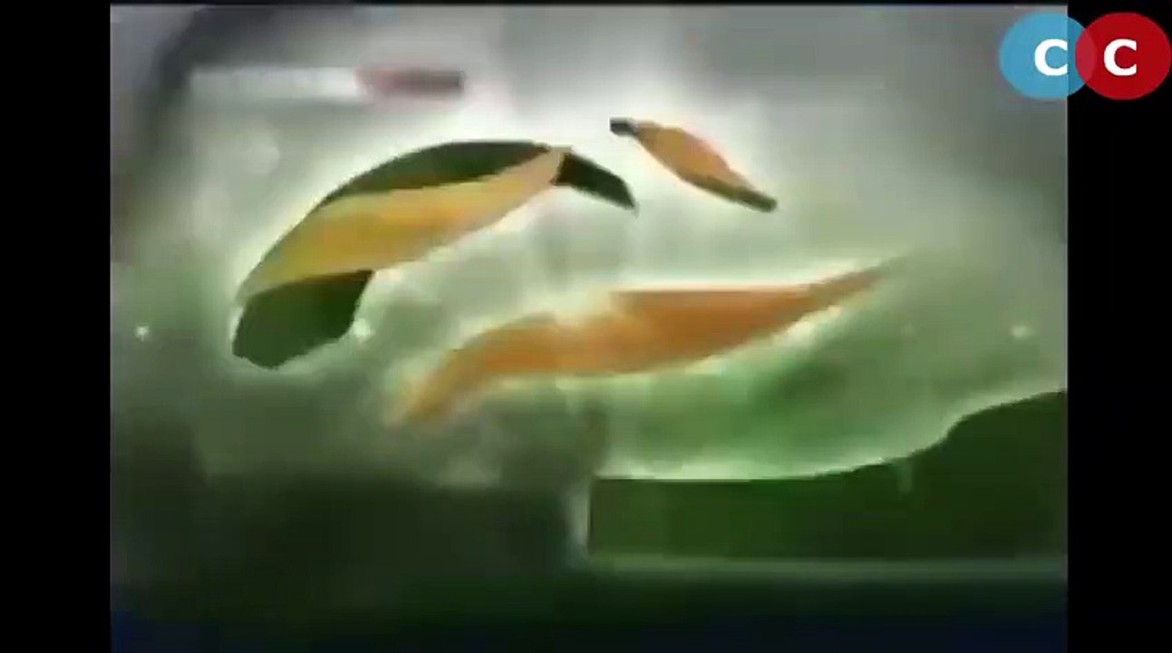 Mohammad Asif Megical Delivery To Hashim Amla