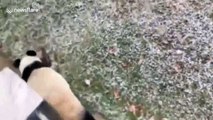 Pandas get excited playing in the snow