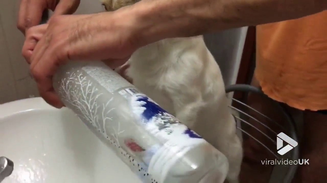 Laver les dents de son chien à la Vodka ! Le fou...